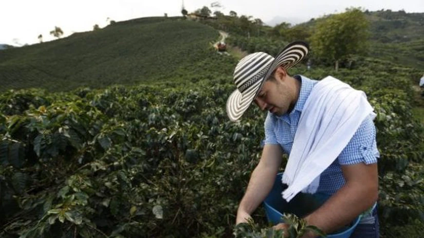 Criză cafea - Exportatorii din Brazilia văd în taxele vamale anunţate de Trump o oportunitate