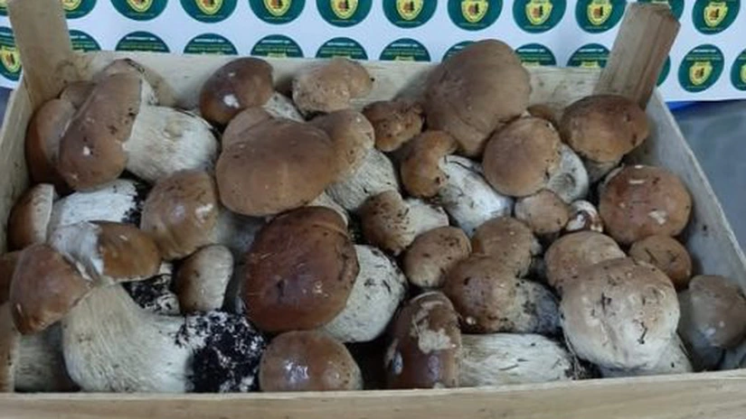 Romsilva raportează pentru primele 11 luni din 2024 venituri de aproape 6,6 milioane de euro din activități cinegetice, piscicultură și vânzarea de ciuperci și fructe de pădure