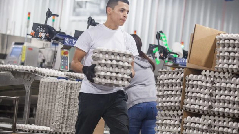 Justiția americană a început o anchetă privind scumpirea ouălor - surse Bloomberg