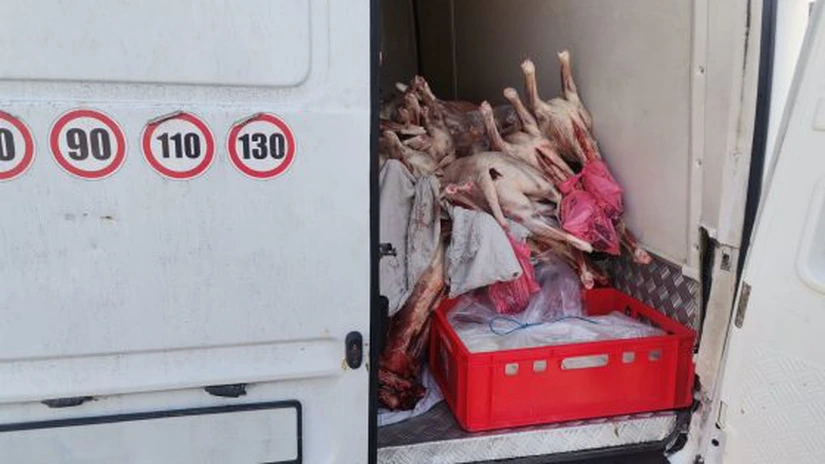 Peste o tonă de carne de miel, fără acte, urma să intre în București. Marfa a fost oprită la intrarea în oraș