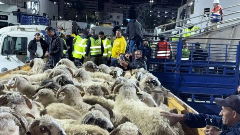 Algerienii vor sărbători Ahl El Aid cu carne de oaie exclusiv românească. Azi am livrat peste 30.000 de oi în statul arab