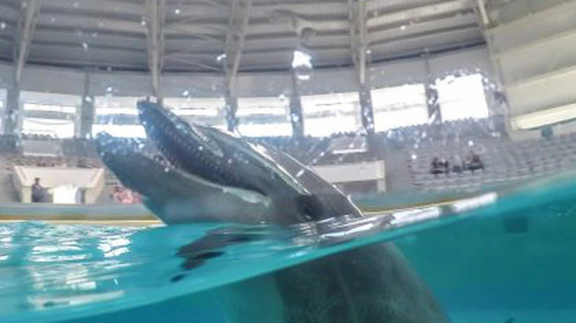 S-a redeschis Delfinariul din Constanța după renovare, iar spectacolele încep de duminică. Instituția plătește 1,9 milioane de lei pentru reprezentații cu delfini din Ucraina