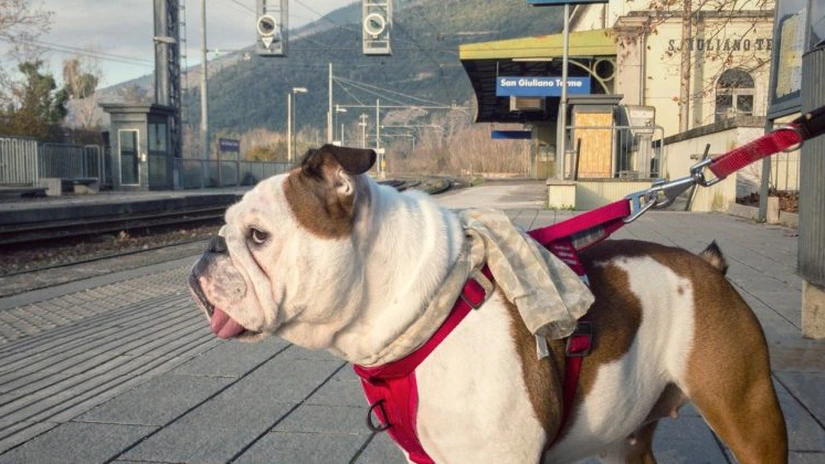 CFR SA: Traversarea neautorizată a căii ferate reprezintă una dintre principalele cauze ale accidentelor fatale. Statistica 2022 - 2024