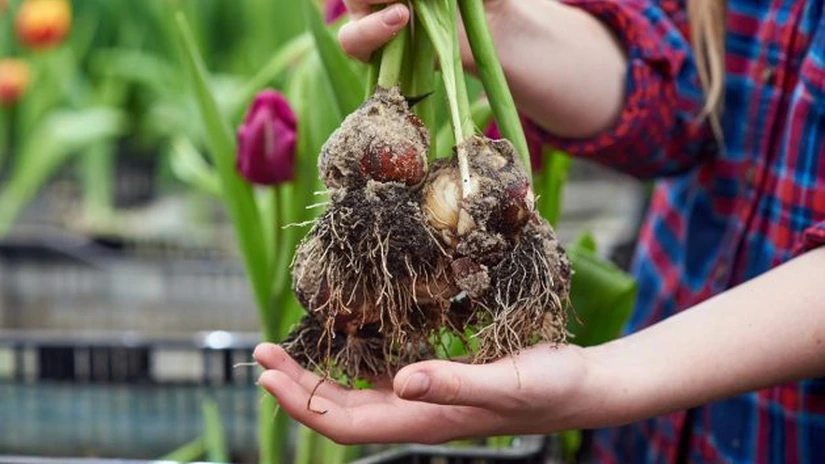 Top 5 greşeli de evitat când pregătești bulbii de flori pentru toamnă