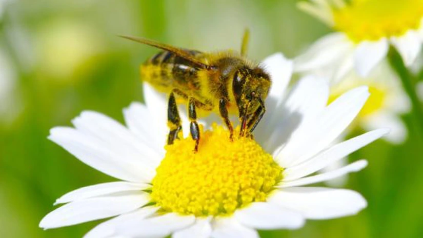 Majorarea TVA la 21% va afecta sectorul agricol prin creșterea prețurilor materiei prime pentru industria alimentară   