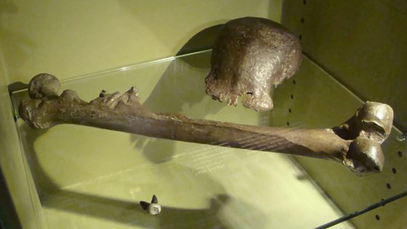 Ţările de Jos vor restitui Indoneziei o importantă colecție de fosile, printre care și 