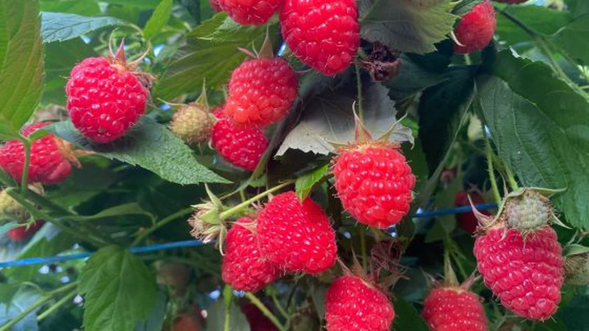 Șapte producători locali au reușit să asigure toate zmeura vândută de Lidl în ultimele luni, cel mai mare retailer din România