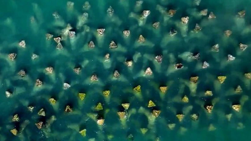 Premieră - România a inaugurat pajişti submarine de iarbă de mare şi recife artificiale în Marea Neagră, după 20 de ani de eforturi pentru reducerea eroziunii costiere (ANAR)