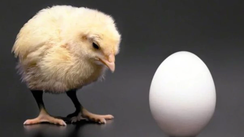 România a devenit cel mai mare producător de ouă din regiune