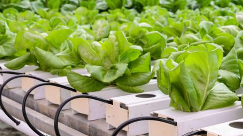 Green Tech International a demarat construcția celui mai mare complex de sere hidroponice din Romania