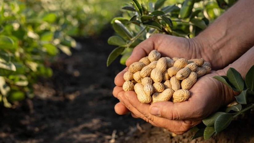 Mars investește 5 milioane de dolari în cercetarea agricolă inovatoare pentru a proteja și perfecționa arahidele