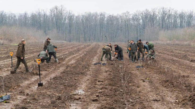 Romsilva va planta 2,8 milioane de puieți forestieri în campania de împăduriri de toamnă