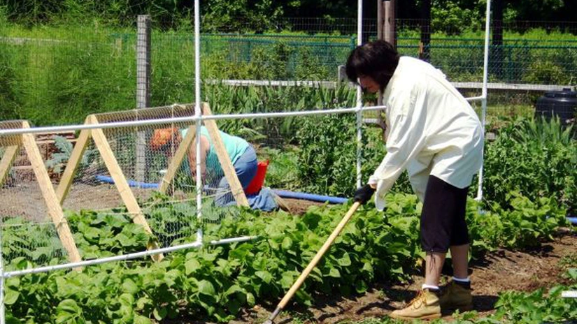 Legumicultorii români pot accesa, începând din 19 ianuarie 2026, fonduri europene de peste 151 de mil. euro