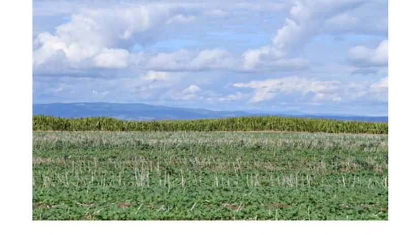 Autostrada Brașov - Făgăraș ar putea fi lansată la licitație pentru construcție în 2026. Ce se întâmplă cu sectorul 