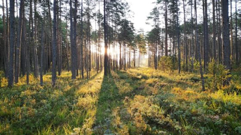 Achiziție RECORD: IKEA ajunge la 500.000 de hectare de pădure după tranzacția de 720 de milioane de euro