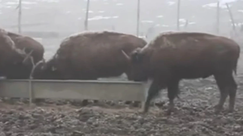 Peste 200 de animale au fost găsite moarte la ferma de bizoni și cerbi din Recea Cristur, județul Cluj. Procurorii au deschis un dosar în rem
