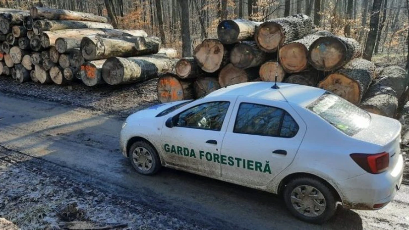Garda Forestieră a identificat 3.560 metri cubi de material lemnos tăiat ilegal în decembrie 2025