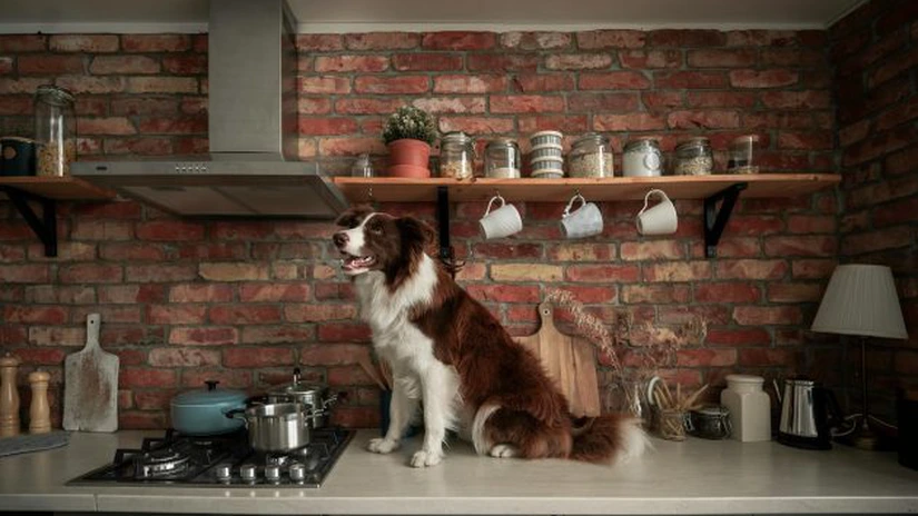 Hota din inox profesională: locuri în care poate fi amplasată și moduri în care poate fi integrată în designul general