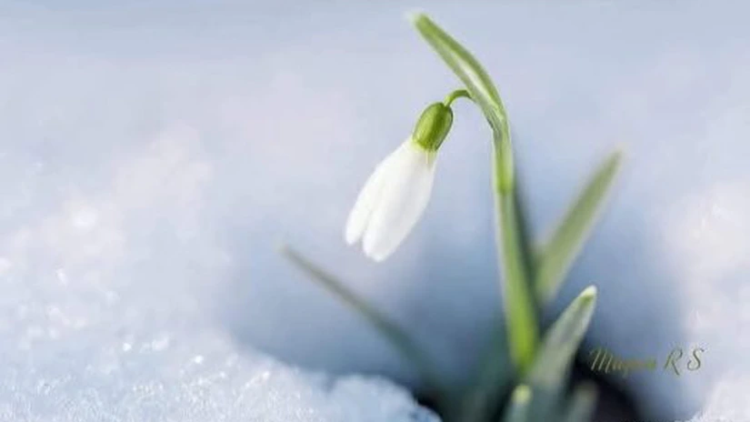 Vine primăvara. Ce temperaturi vor fi săptămâna viitoare în România