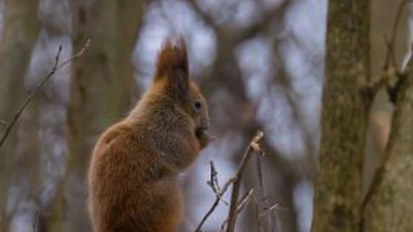 Instituirea regimului de arie naturală protejată este singura măsură care poate apăra Pădurea Băneasa - raport depus la Academia Română
