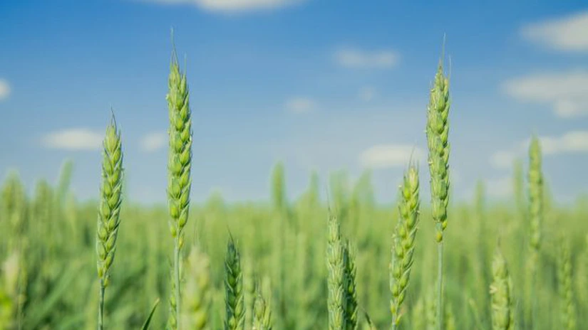 Minus 2 milioane de tone la producția de grâu a acestui an. Cum arată prima prognoză a Comisiei Europene