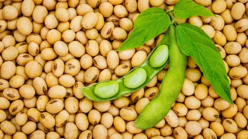 Fermierii români se întorc la soia. Producția ar putea crește cu peste 60%