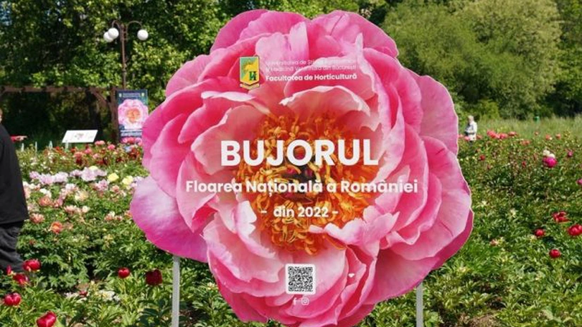 Primul soi de bujor creat în România va purta numele Madrigal