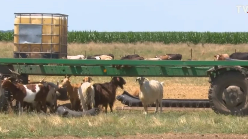 Focar de variola oilor la o fermă din comuna Padina, județul Buzău. Peste 1.800 de animale vor fi sacrificate (VIDEO)