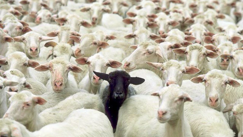 Carantină națională timp de 30 de zile. Toate mișcările de ovine și caprine pe teritoriul României sunt suspendate