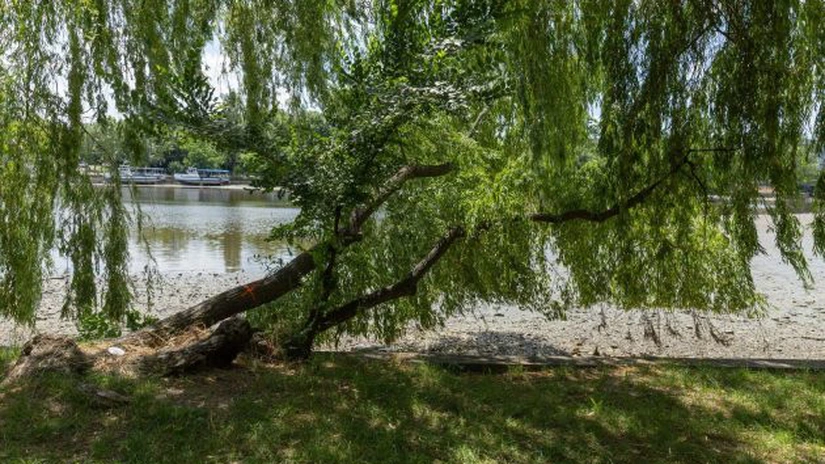 Primăria Municipiului București anunță că va tăia 103 arbori de pe malul Lacului Herăstrău