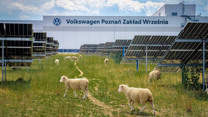 (FOTO) Model de agrivoltaică în Polonia. 100 de oi înlocuiesc mașinile de tuns iarba la parcul fotovoltaic aflat în incinta fabricii Volkswagen din Poznań