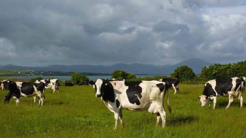 Irlanda, țara cu mai multe bovine decât locuitori, a exportat acum doi ani carne de vită în valoare de 3,1 miliarde de euro